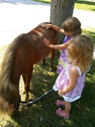 Petting20Zoo20Pittsburgh20PA2012 1741282276 Petting Zoo Party With Pony to Pet! (Pony Rides Opt.)