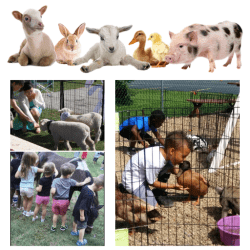 Petting Zoo Party With Pony to Pet!  (Pony Rides Opt.)
