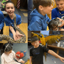 Exotic Animal Show (Birds, Reptiles, and Small Petting Zoo)